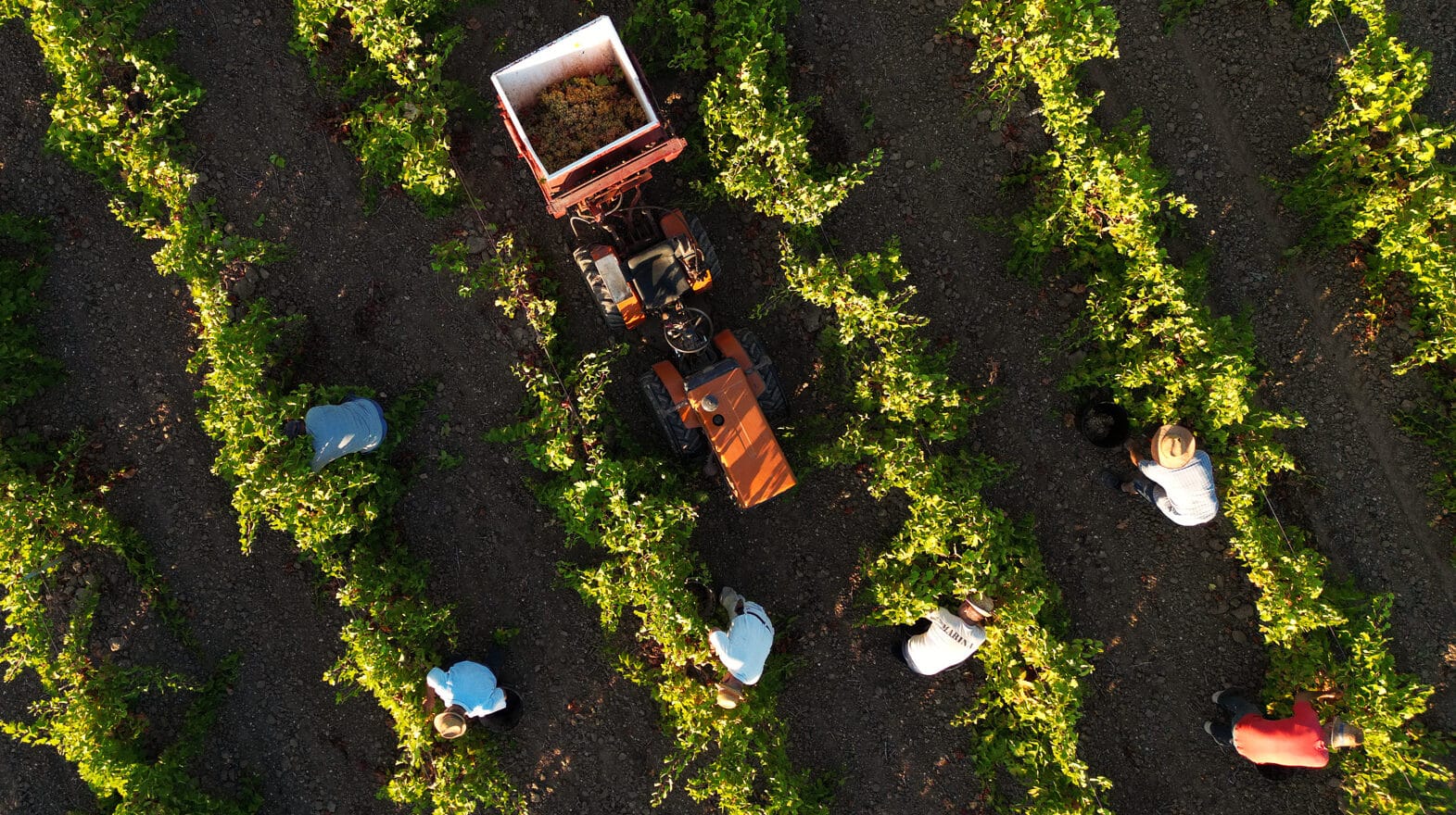 Il Codice Etico e il Modello Organizzativo di Caviro Sca